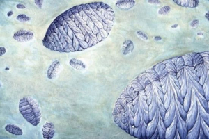 Naukowcy dowiedzieli się, jak pomnożyć najstarsze organizmy planety